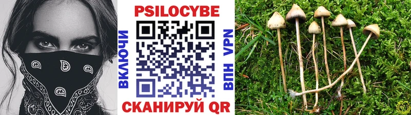 как найти закладки  Петропавловск-Камчатский  Псилоцибиновые грибы Cubensis 